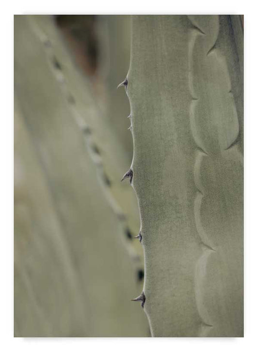 Aloe Vera | Poster