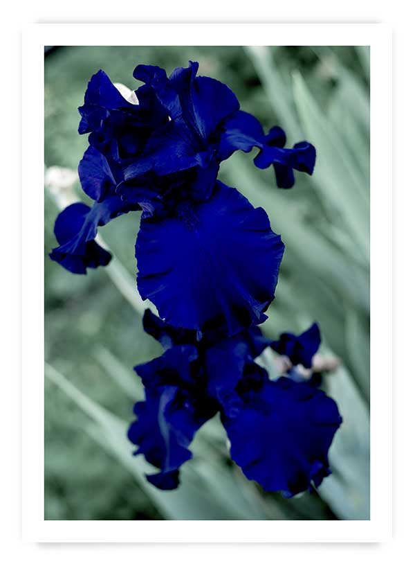 Blue irises | Poster