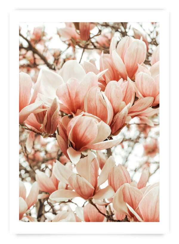 Petale de magnolii | Poster