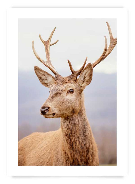 Deer | Poster