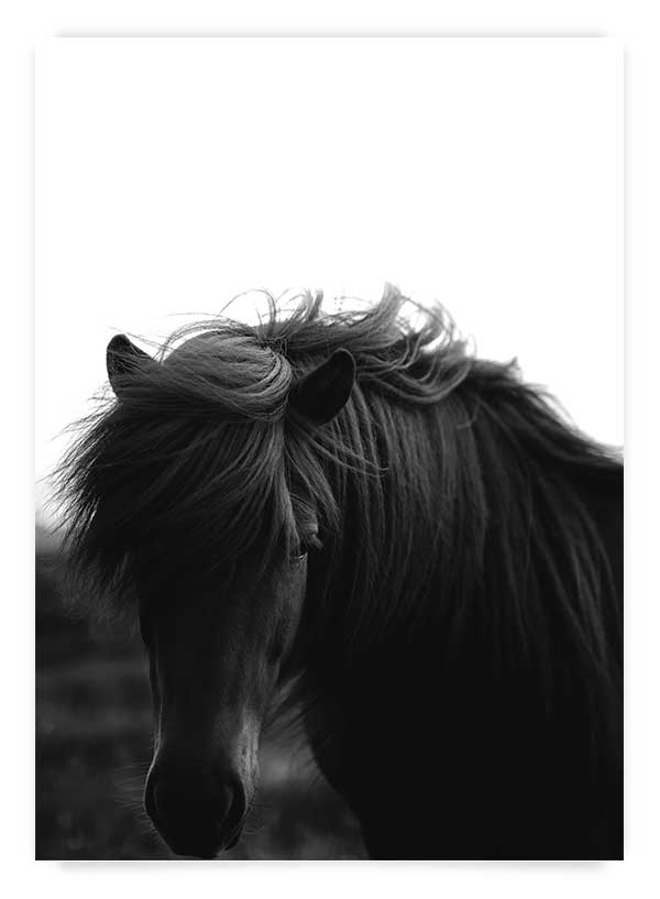 Black horse | Poster