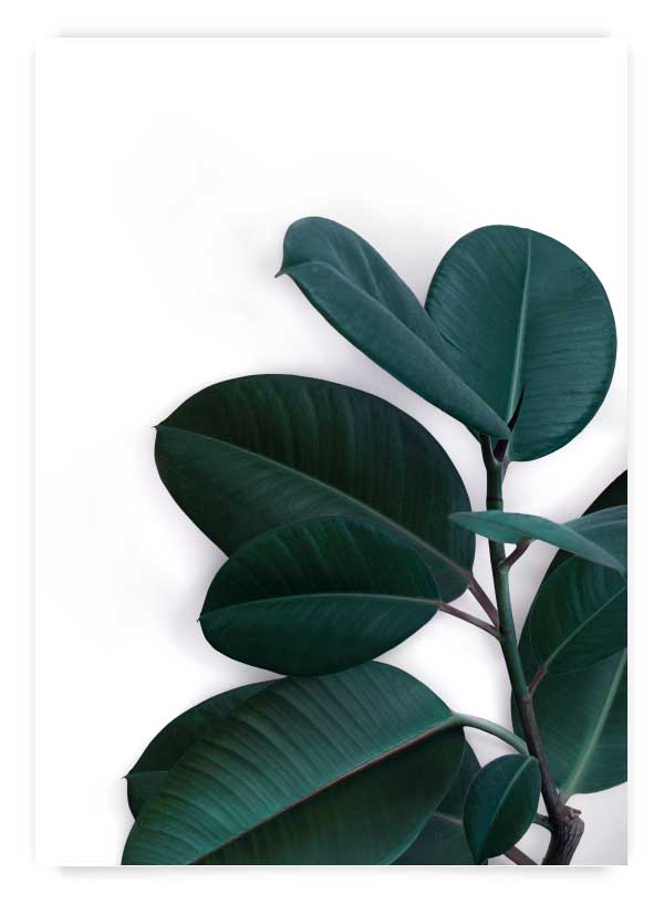 Ficus plant I Art Print