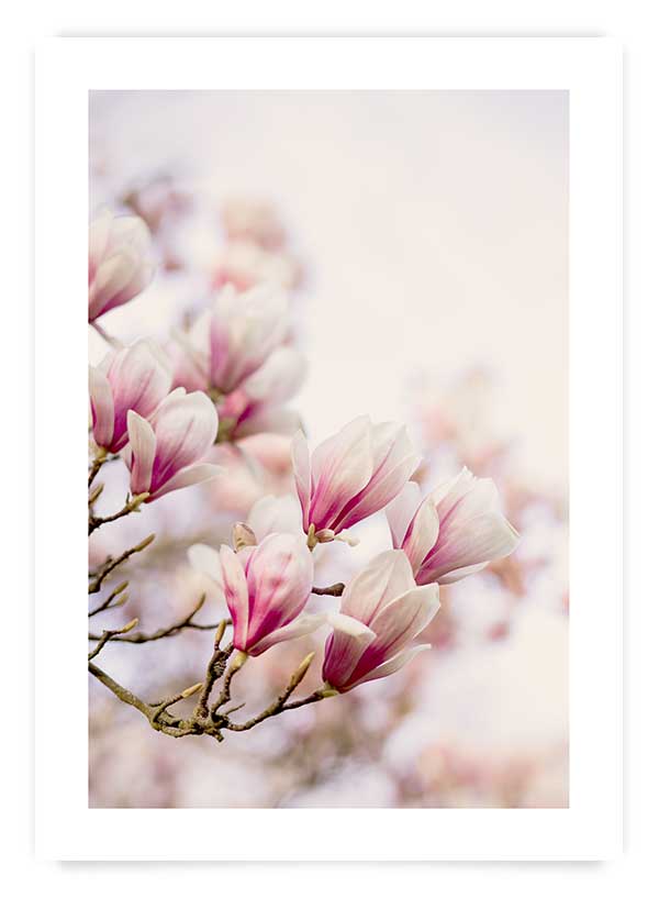 Magnolia | Art Print