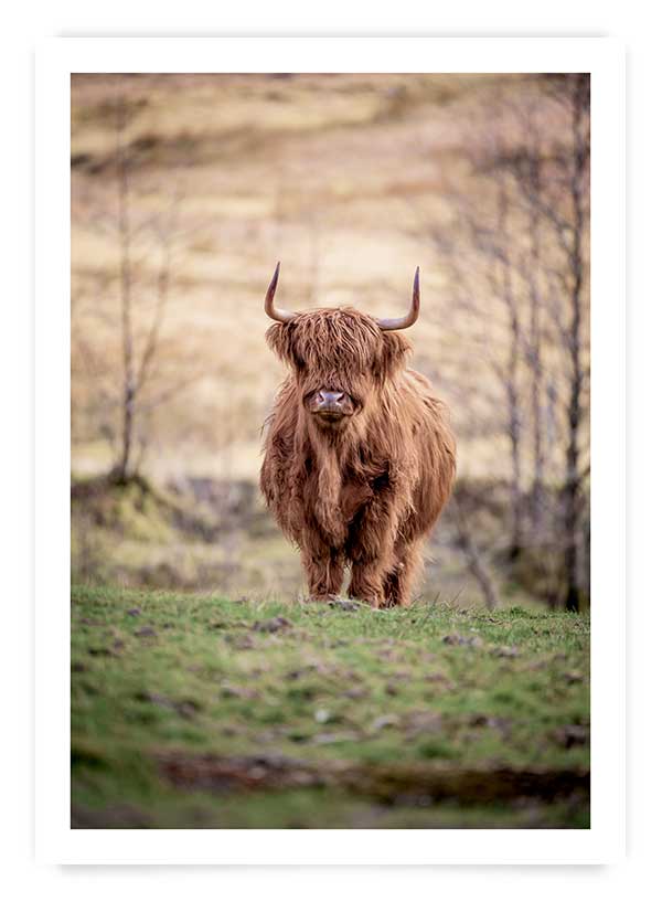 Highlands cattle | Art print