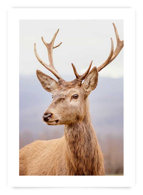 Deer | Poster