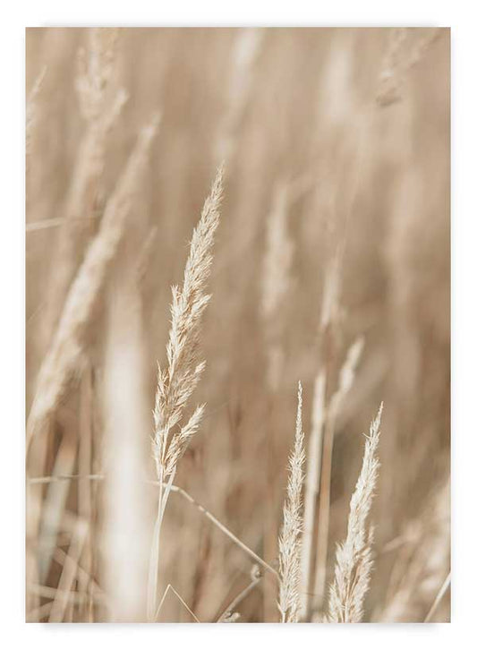 Pampas macro | Poster