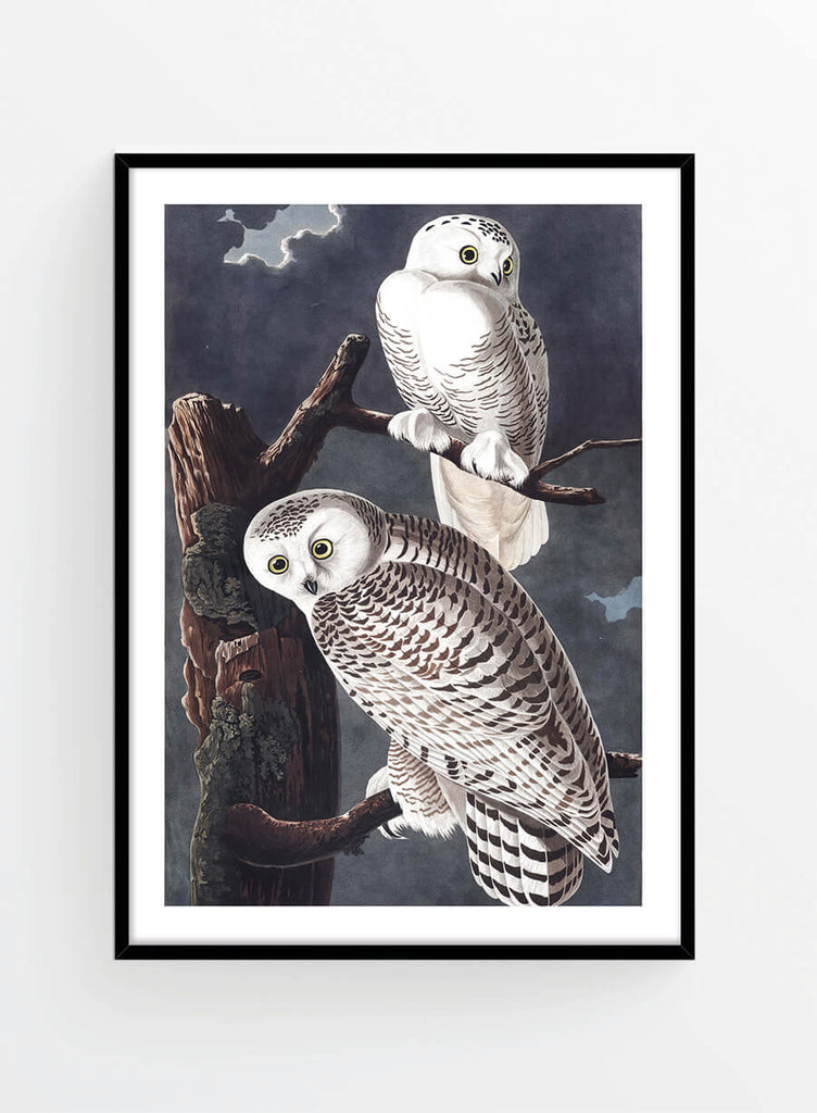 Vintage owls | Poster