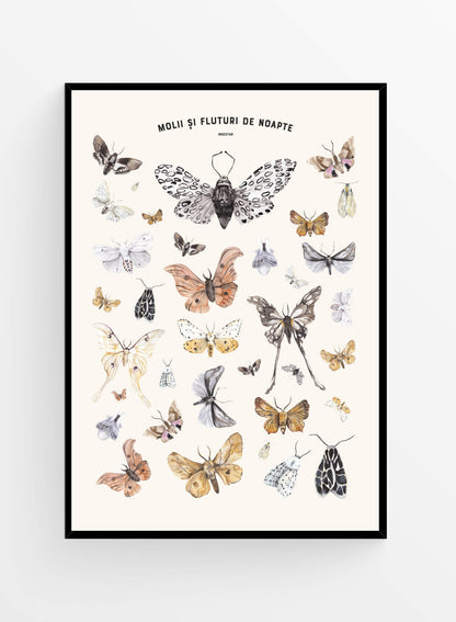 Molii si fluturi de noapte | Art Print