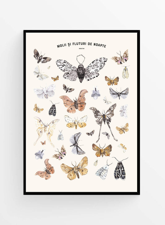 Molii si fluturi de noapte | Art Print