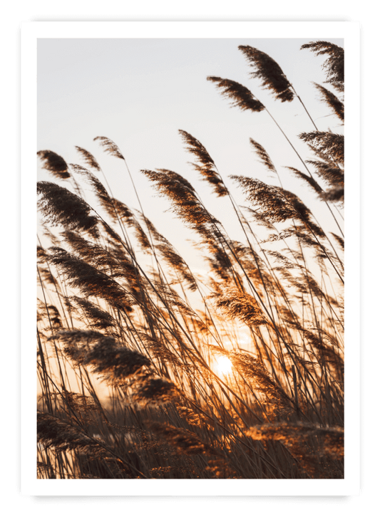 Pampas | Poster