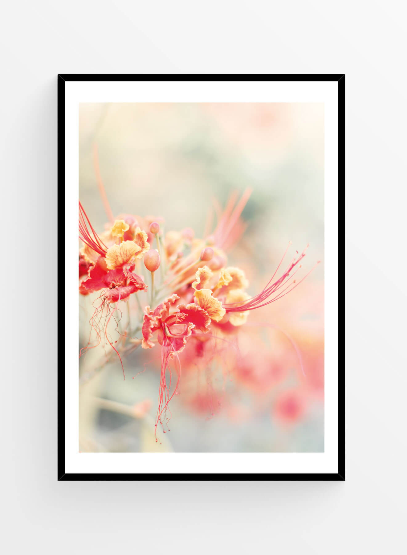 Caesalpinia | Art Print