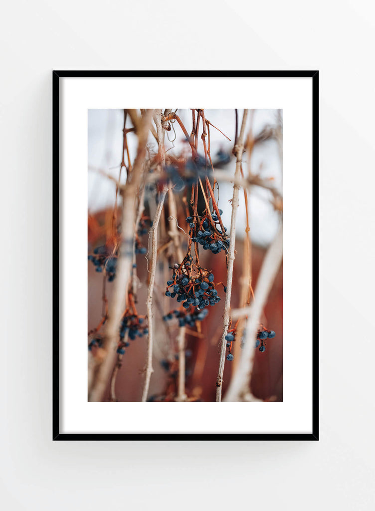 Wild berries | Poster